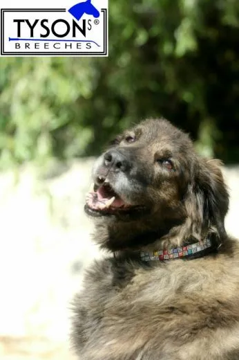 Lederhalsband SALINA Kunterbunt Glitzer S SS Kleine / Mittlere Hundegr��en Breit