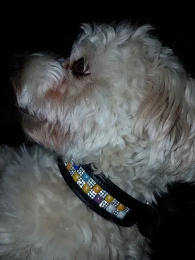 Lederhalsband SALINA Kunterbunt Glitzer S SS Kleine / Mittlere Hundegr��en Breit