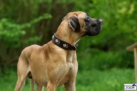 Lederhalsband ISAAC Nieten Buffalo Leder Nur noch Gr. S BREIT