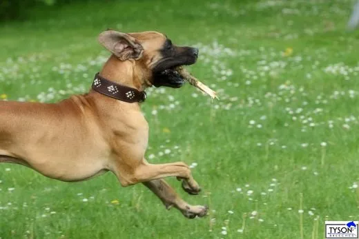 Lederhalsband ISAAC Nieten Buffalo Leder Nur noch Gr. S BREIT