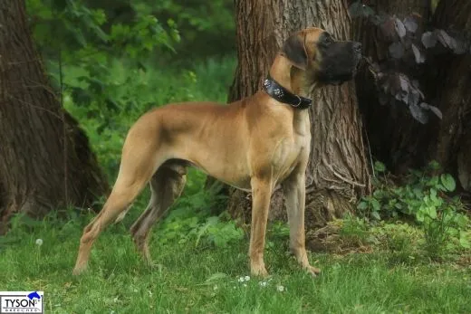 Lederhalsband ISAAC Nieten Buffalo Leder Nur noch Gr. S BREIT