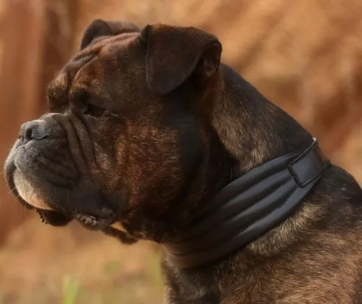 Lederhalsband AMBOS bombiert Buffalo Leder S M L XL Schwarz / Braun Halsband Leder