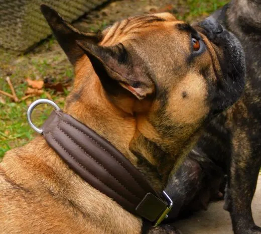 Lederhalsband AMBOS bombiert Buffalo Leder S M L XL Schwarz / Braun Halsband Leder