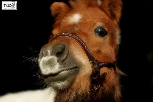 Lederhalfter Showhalfter NELE Glitzer Braun Rosa Messing Beschl�ge Leder Halfter Minishetty Fohlenhalfter