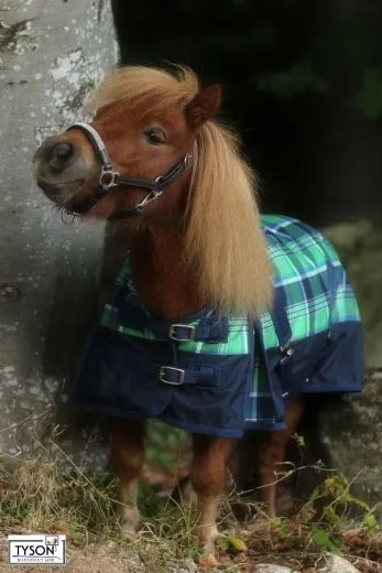 1200 D Gr�n Karo Winterdecke Regendecke 200 Gr. 65 70 75 85 90 95 100 cm R�ckenl�nge Thermodecke Weidedecke