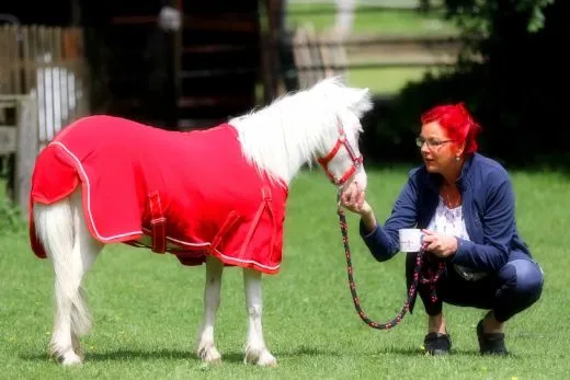 Abschwitzdecke Fleece ROT Knallrot 60 65 70 75 80 85 90 95 100 Decke Fleecedecke Minishetty Minipony Falabella Fohlen