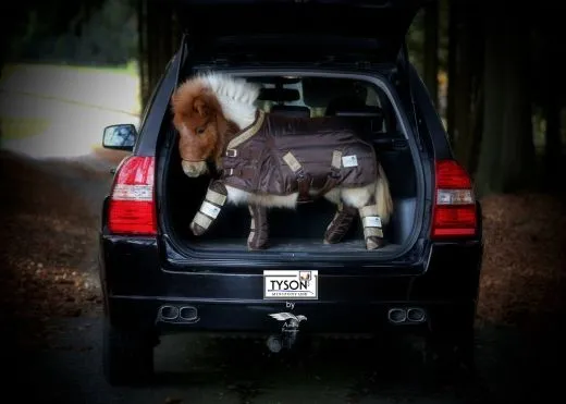 Stalldecke 150 Gr. SOLO GLITZER Braun o Schwarz GOLDI 60 70 80 90 100 110 cm