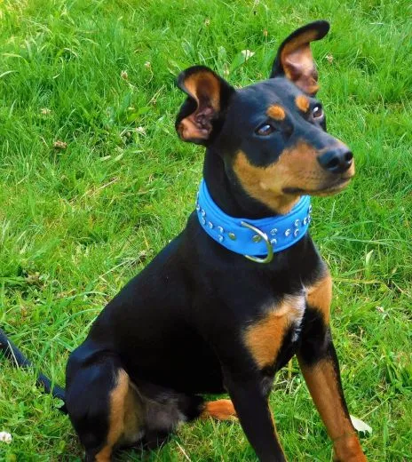 Lederhalsband WEICH Schogun Blau Braun + Strass S M kleine Hunde BREIT