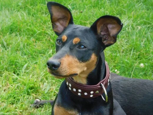 Lederhalsband WEICH Schogun Blau Braun + Strass S M kleine Hunde BREIT