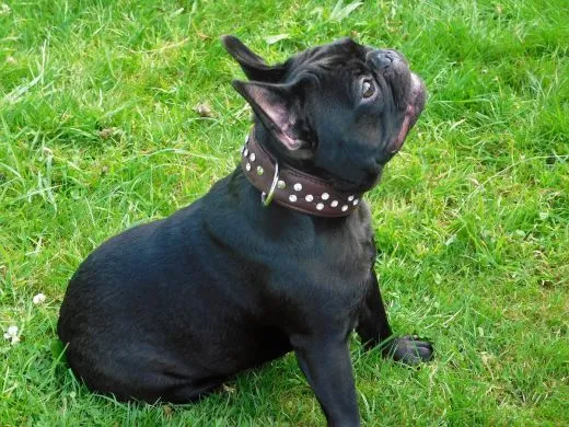 Lederhalsband WEICH Schogun Blau Braun + Strass S M kleine Hunde BREIT