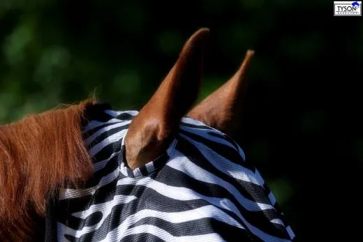 Fliegenhaube Fliegenmaske ZEBRA MS S P VB WB XF mit oder ohne Ohren Viel Augenfreiheit Fliegenschutzmaske