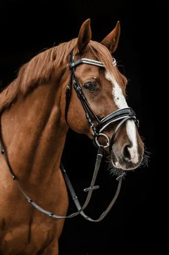 REST RAUS PREIS Trense Black n White Lack Strass Glitzer Schwarz Wei� nur noch VB Leder wei� unterlegt