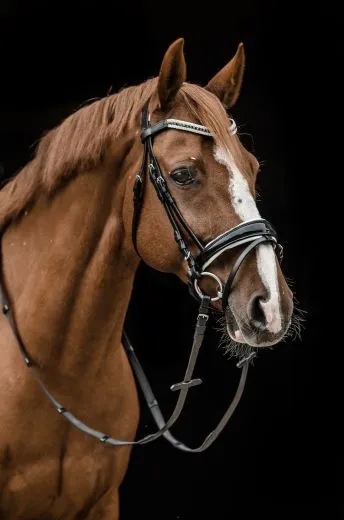 REST RAUS PREIS Trense Black n White Lack Strass Glitzer Schwarz Wei� nur noch VB Leder wei� unterlegt