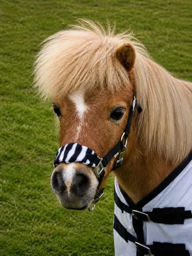 Halfter Schwarz + Zebra Gray Stripes Star Fleece unterlegt Minishetty oder Shetty