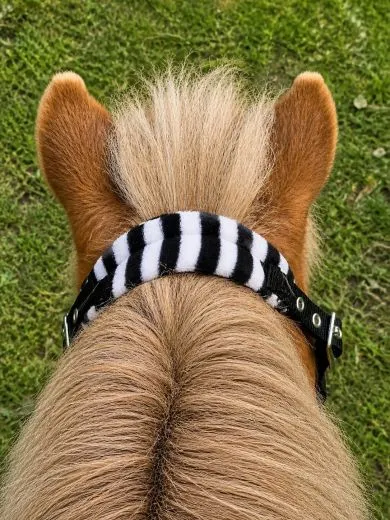 Halfter Schwarz + Zebra Gray Stripes Star Fleece unterlegt Minishetty oder Shetty