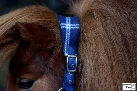 Halfter Karo Fleece Blau Minishetty Mini Shetty Fohlen Nylon Royal Nylonhalfter Fohlenhalfter