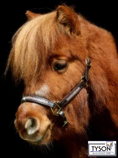 Halfter Rosl Leder Strass Braun oder Schwarz Ros�gold Minishetty Shetty Lederhalfter Glitzer