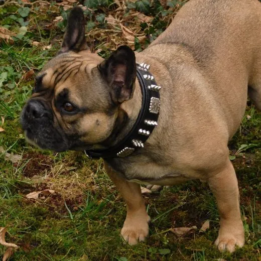 Halsband Leder Rocky Braun Schwarz Nieten WEICH unterlegt M L XL Breit Beiss Schutz Nietenhalsband