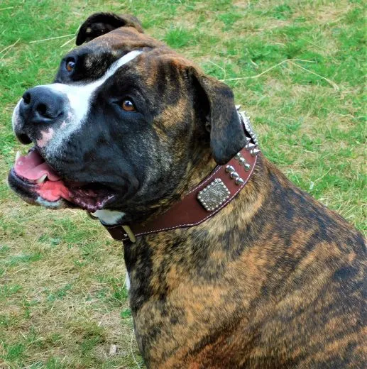 Halsband Leder Rocky Braun Schwarz Nieten WEICH unterlegt M L XL Breit Beiss Schutz Nietenhalsband