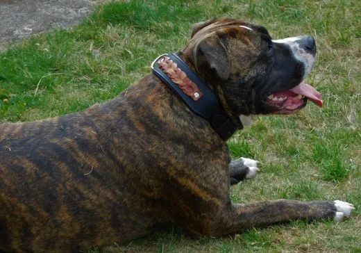 Halsband Robin Schwarz Braun geflochten Band super WEICH unterlegt M L XL