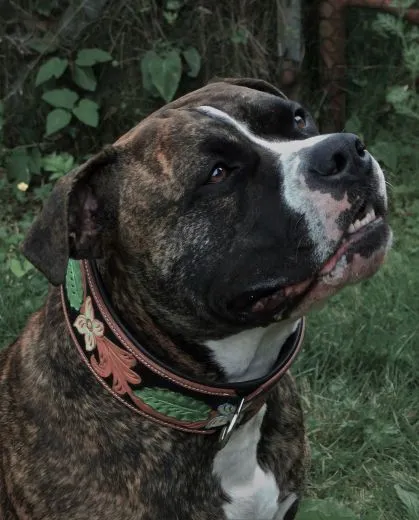 Halsband BOUQUET Braun gestanzt / bemalen Blumen WEICH unterlegt M L XL Breit Hohe Zugkraft BREIT