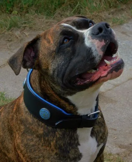 Halsband LUI Leder Schwarz Blau/ T�rkis weich unterlegt M L Breit Lederhalsband Breit Chonchos