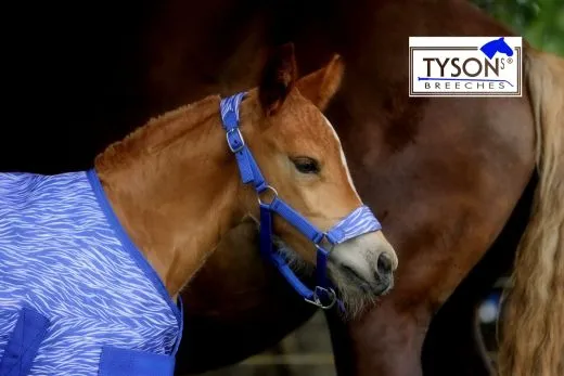 REST RAUS Halfter Dario Blau Rost / Pink Fohlen Kaltblut Warmblut Baby Halfter Fohlenhalfter verstellbar