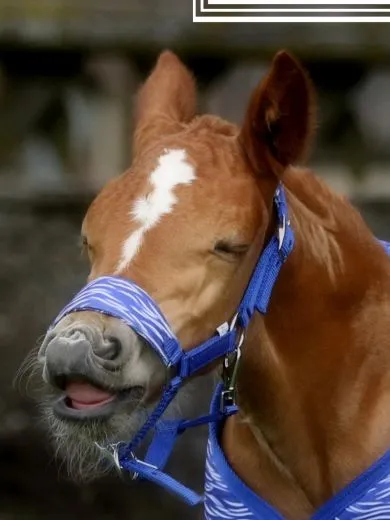 REST RAUS Halfter Dario Blau Rost / Pink Fohlen Kaltblut Warmblut Baby Halfter Fohlenhalfter verstellbar