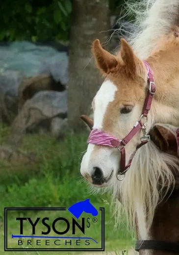 REST RAUS Halfter Dario Blau Rost / Pink Fohlen Kaltblut Warmblut Baby Halfter Fohlenhalfter verstellbar