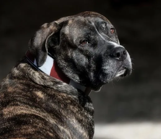 Andi Vintage Style Lederhalsband Rot Wei� Leder fest gen�ht S M L Halsband Leder