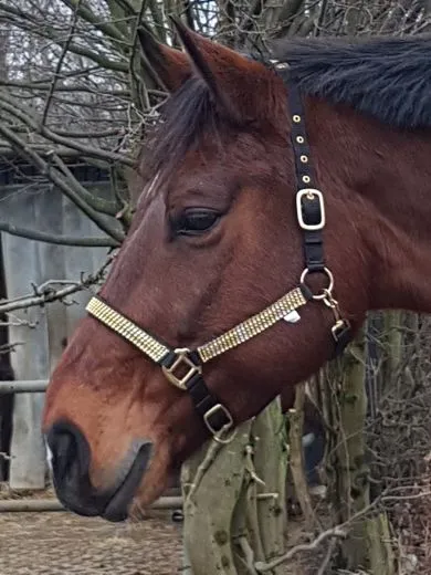 Nylon Glitzer Halfter Schwarz Goldfarben Hilly Pony X Full B- WARE !!!! Nylonhalfter Glitzerhalfter