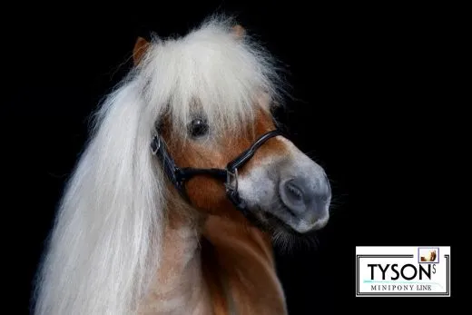 Lederhalfter KITTY teils rundgen�ht Schwarz Braun ZART MS Shetty