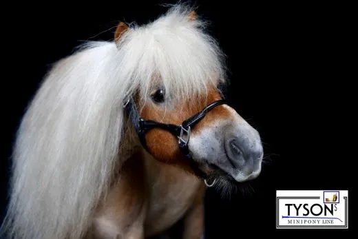 Lederhalfter KITTY teils rundgen�ht Schwarz Braun ZART MS Shetty