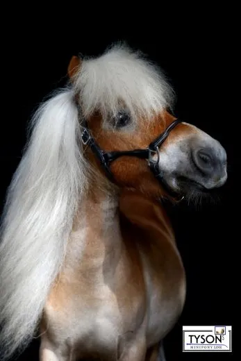 Lederhalfter KITTY teils rundgen�ht Schwarz Braun ZART MS Shetty