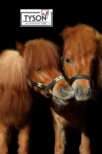 Halfter Lederhalfter Winny Polo Look Stickerei 5 Farben Minishetty Shetty Schwarz oder Braun Polohalfter Leder Fohlen