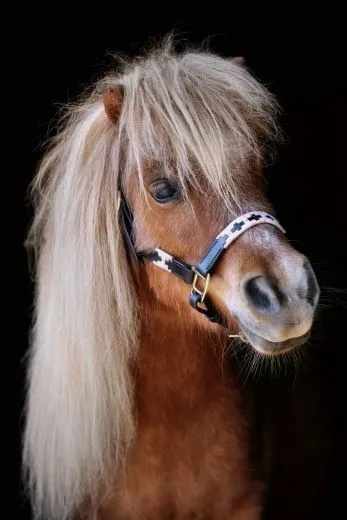 Halfter Lederhalfter Winny Polo Look Stickerei 5 Farben Minishetty Shetty Schwarz oder Braun Polohalfter Leder Fohlen