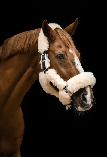 Lederhalfter Lammfell Duana komplett abnehmbar. WB 1 X da