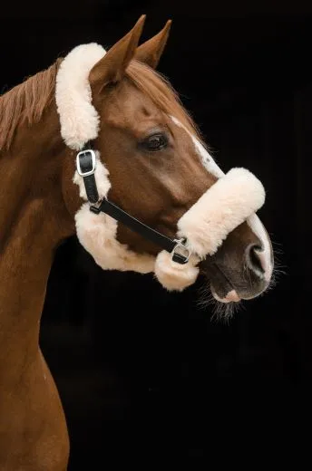 Lederhalfter Lammfell Duana komplett abnehmbar. WB 1 X da