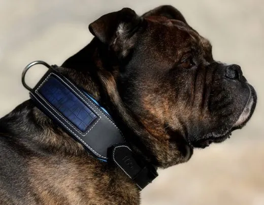 Lederhalsband CLOUD Blau Rot unterlegt Kroko Optik eingefasst M XL BREITv Halsband Leder