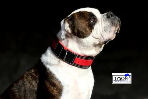 Lederhalsband CLOUD Blau Rot unterlegt Kroko Optik eingefasst M XL BREITv Halsband Leder