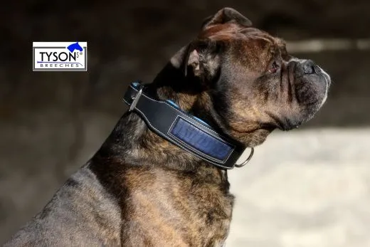 Lederhalsband CLOUD Blau Rot unterlegt Kroko Optik eingefasst M XL BREITv Halsband Leder