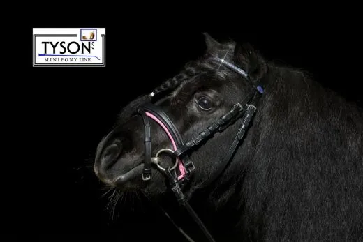 Trense MULTI Rosa / Hellblau, zum wechseln Strass Minishetty Shetty