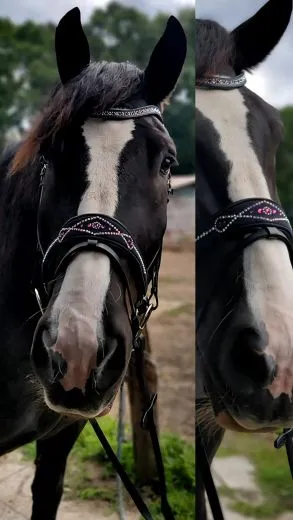 Black Pearl Multi Trense geteiltes Genick Schwarz Butterweich VB WB X Full Noriker Kaltblut Glitzer Strass