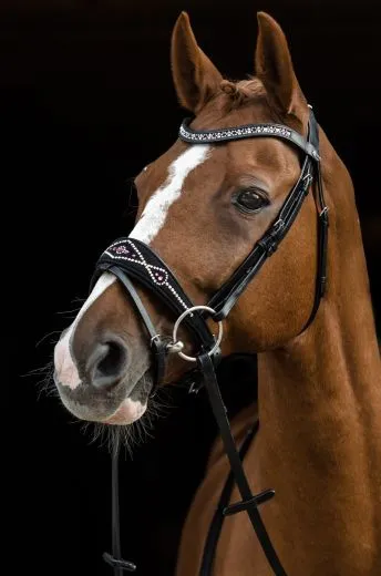 Black Pearl Multi Trense geteiltes Genick Schwarz Butterweich VB WB X Full Noriker Kaltblut Glitzer Strass