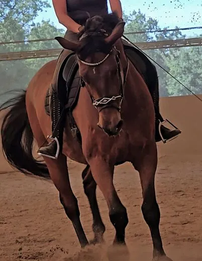 Black Pearl Multi Trense geteiltes Genick Schwarz Butterweich VB WB X Full Noriker Kaltblut Glitzer Strass