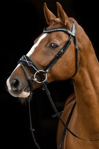 Black Pearl Multi Trense geteiltes Genick Schwarz Butterweich VB WB X Full Noriker Kaltblut Glitzer Strass