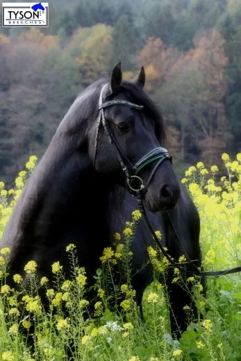 Trense Smaragt Gr�n Lack Glitzer / weiches Leder VB REST RAUS Zaum Reitzaum + Z�gel REST RAUS NUR VB