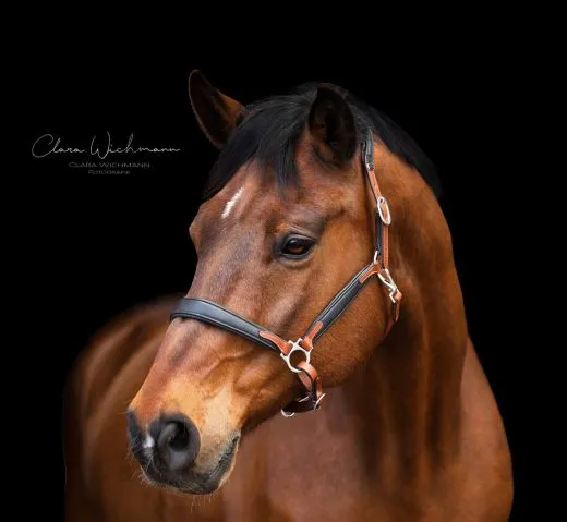 Lederhalfter DON Schwarz Braun o. Cognac ergonomisch geformt super weich VB WB XF Leder Halfter