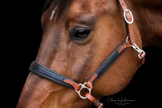 Lederhalfter DON Schwarz Braun o. Cognac ergonomisch geformt super weich VB WB XF Leder Halfter