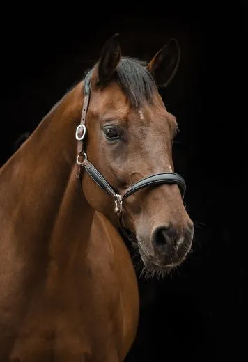 Lederhalfter DON Schwarz Braun o. Cognac ergonomisch geformt super weich VB WB XF Leder Halfter